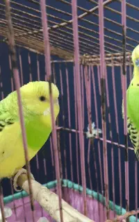 مرغ عشق