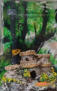 اکواریوم