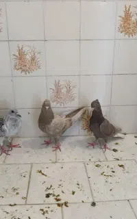 کبو تر