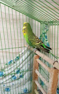 مرغ عشق نر