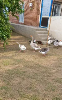 فروش بوقلمون و گاز محلی