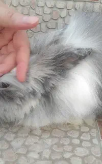 2تا خرگوش با قفس