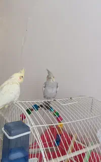 عروس هلندی نر و ماده