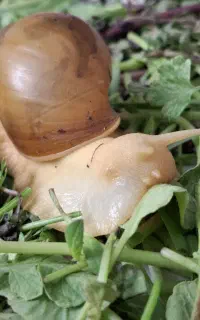 حلزون