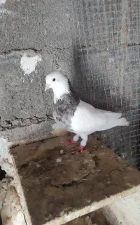 سلام دوستان عزیز فروش چنتای طوقی