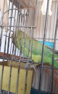 شاه طوطی ملنگو ۲ عدد