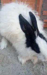 خرگوش قفس چوبی