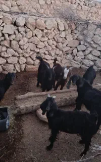 کهره