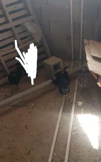 جوجه مرغ محلی