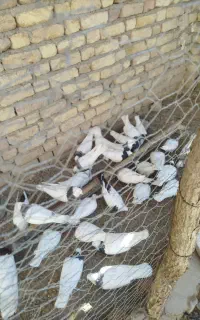 طوقی کبوتر
