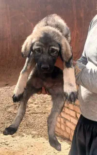 سگ.