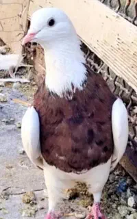 کفتر گلی ماده ملقی