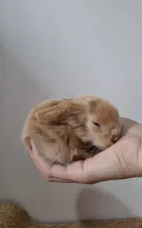 خرگوش مینی لوپ