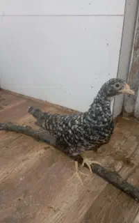 دستگاه جوجه کشی شراکتی