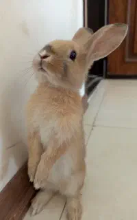 خرگوش باهوش