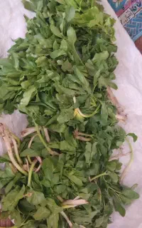 اکیپ کارگری 20 نفری