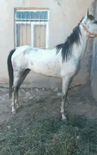 اسب نیله پرخون