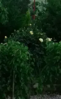 معاوضه زمین کشاورزی