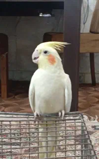 عروس هلندی ماده