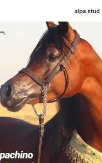 خرید و فروش تخصصی اسب عرب