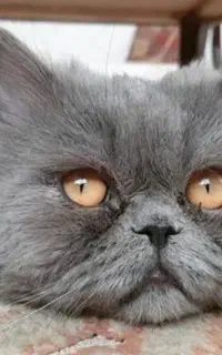 گربه نر پرشین بلو خاکستری