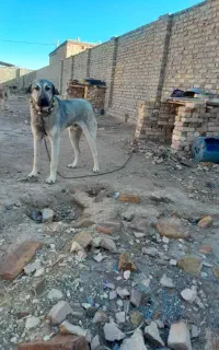 واگذاری توله سگ پژدر