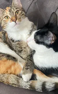 واگذاری گربه