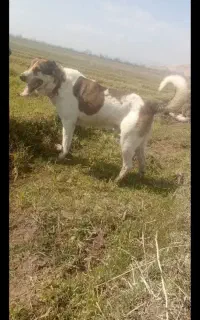 سگ گله تضمینی
