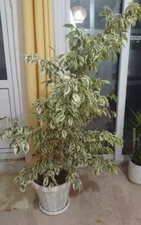 گل طبیعی بنجامین