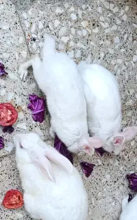 خرگوش بازیگوش