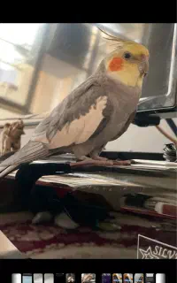 عروس هلندی گم شده