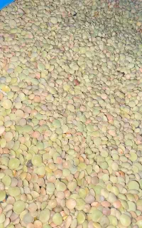 عدس وامنان(عمده)