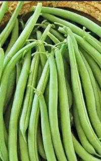 لوبیا سبز