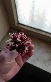 گل رز زیبا