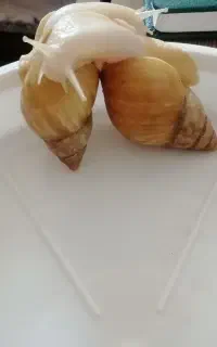 واگذاری  حلزون
