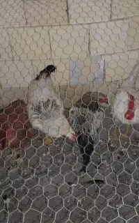 مرغ خروس
