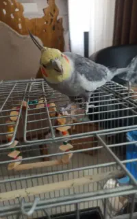 عروس هلندی سخنگو