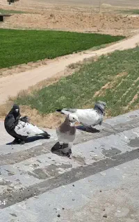 کبوتر بهبهونی