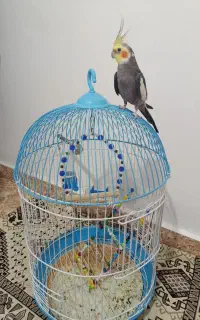 عروس هلندی