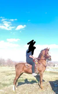 مادیان کورد