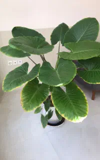 استخدام همکار برای گلفروشی