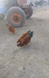 خروس