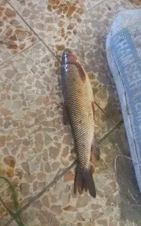 ماهی قزل الا یا کپور