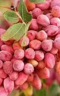 راهکار کشاورزی در بی آبی