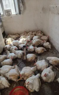 مرغ گوشتی زنده.فاضل اباد رحمت اباد ولایت۱۹