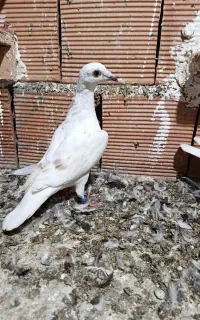 سار اوقون ماده،تکپر