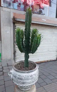 کاکتوس اینجنس کمیاب ارسال رایگان