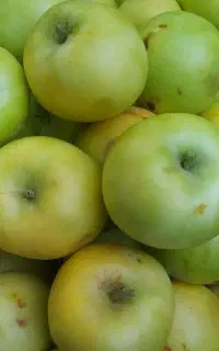 سیب تازه چین شده خوش بو و خوش طعم