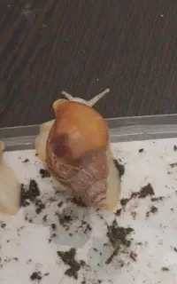 حلزون