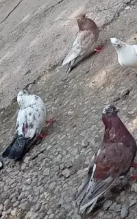 کبوتر کفتر سرور آتشی پرش سنگین